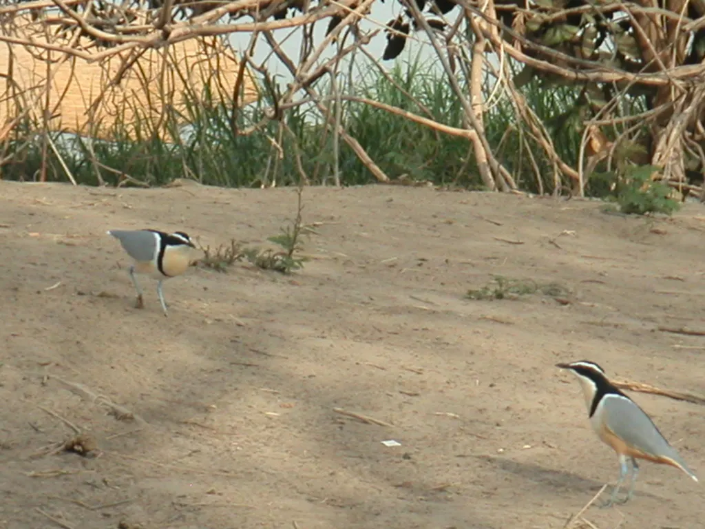蓝腿燕鸻(Pluvianus aegyptius)