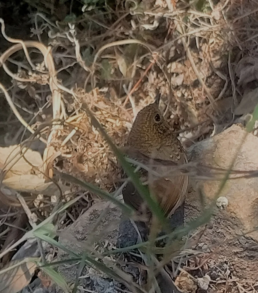 鳞胸鹪鹛(Pnoepyga albiventer)