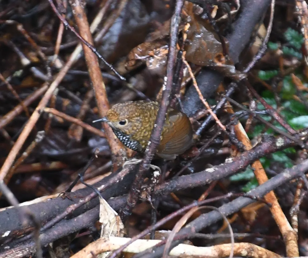 台湾鹪鹛(Pnoepyga formosana)