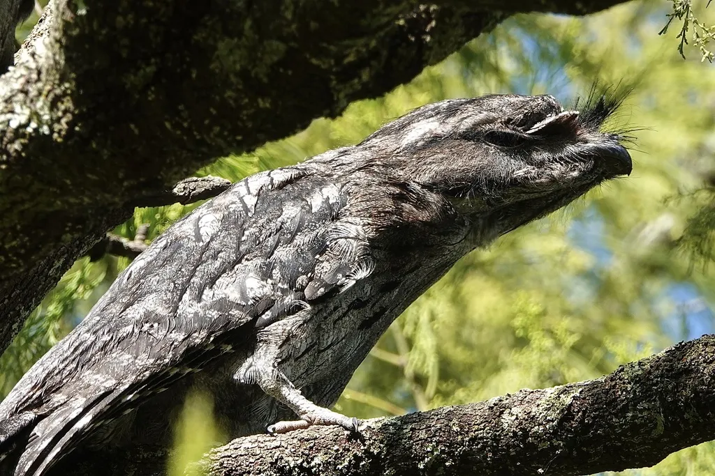 茶色蛙口夜鹰(Podargus strigoides)
