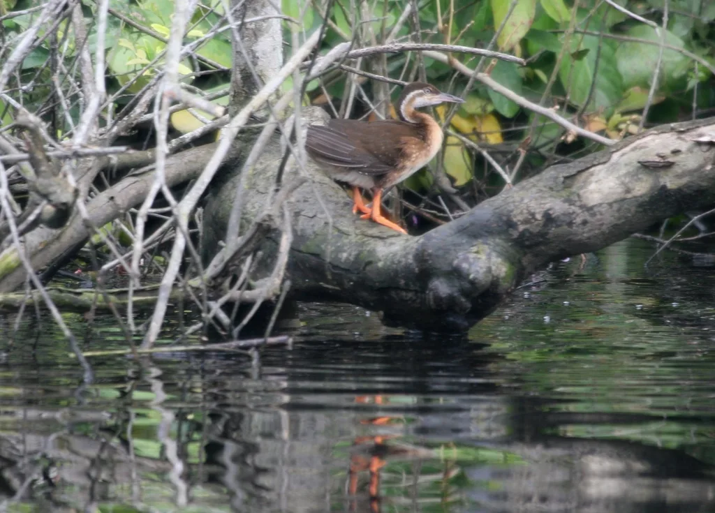 非洲鳍趾䴘(Podica senegalensis)