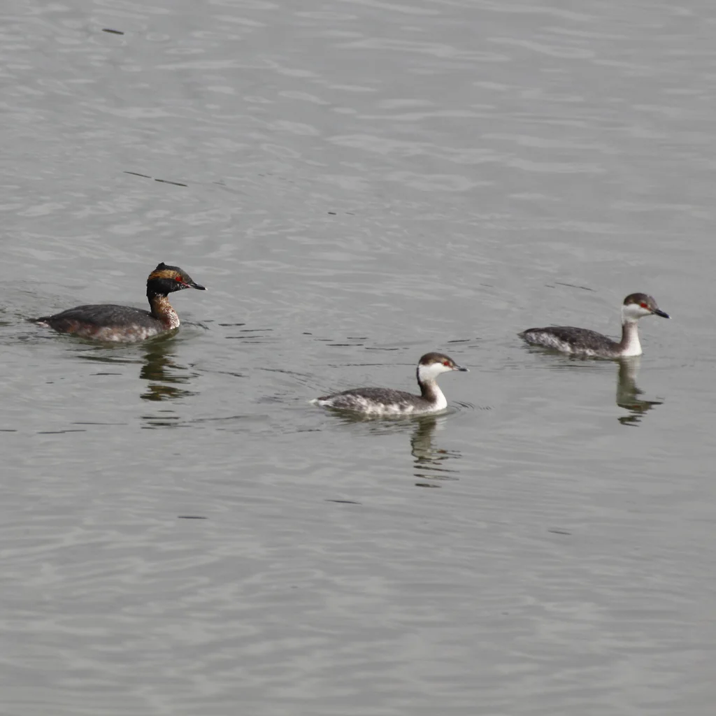 角䴙䴘(Podiceps auritus)