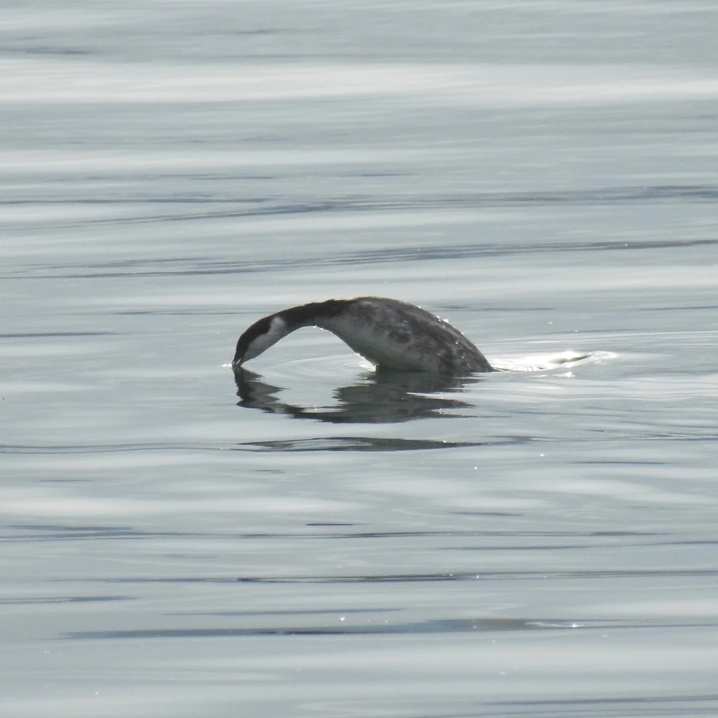 角䴙䴘(Podiceps auritus)