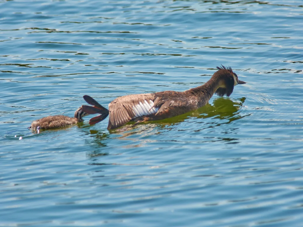 凤头䴙䴘(Podiceps cristatus)