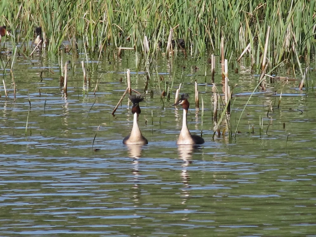 凤头䴙䴘(Podiceps cristatus)