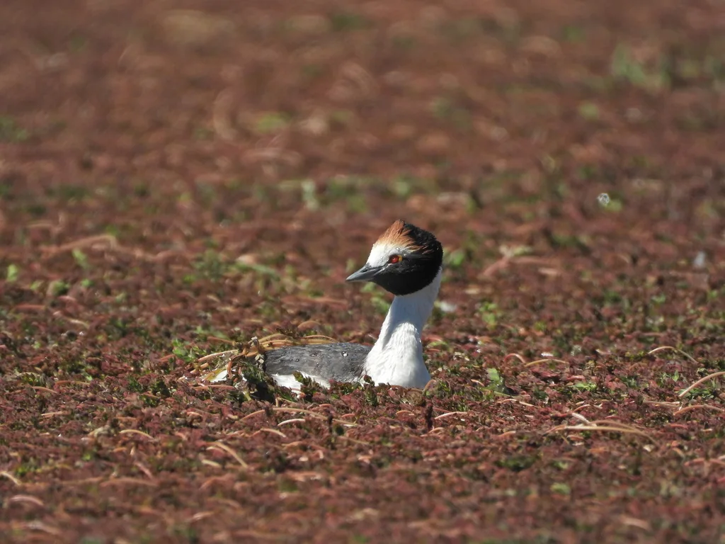 阿根廷䴙䴘(Podiceps gallardoi)