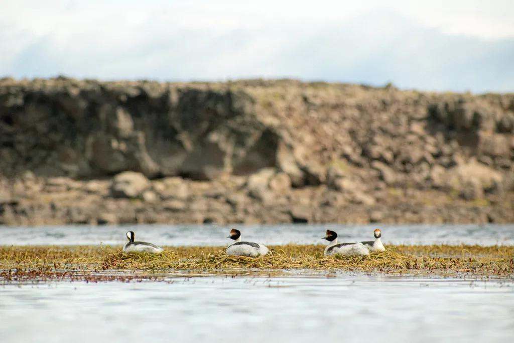 阿根廷䴙䴘(Podiceps gallardoi)