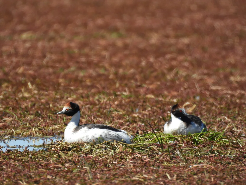 阿根廷䴙䴘(Podiceps gallardoi)