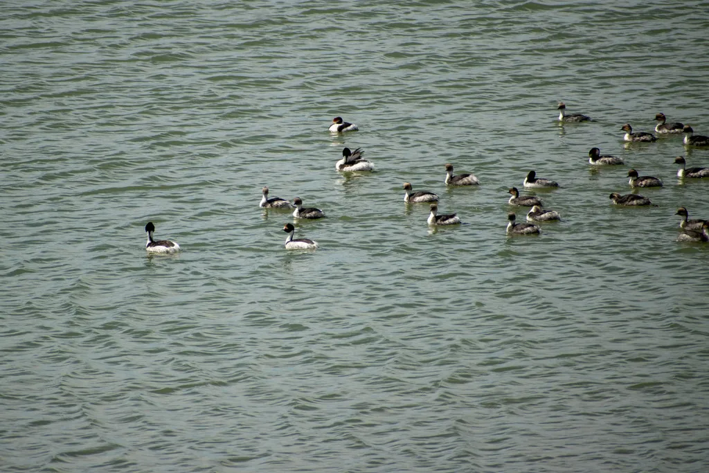 阿根廷䴙䴘(Podiceps gallardoi)