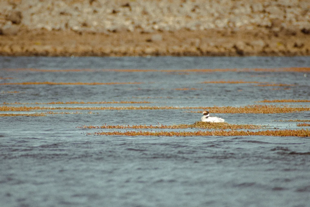 阿根廷䴙䴘(Podiceps gallardoi)