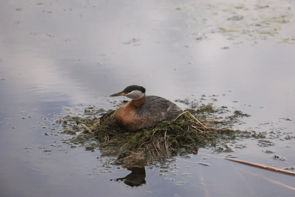 赤颈䴙䴘(Podiceps grisegena)