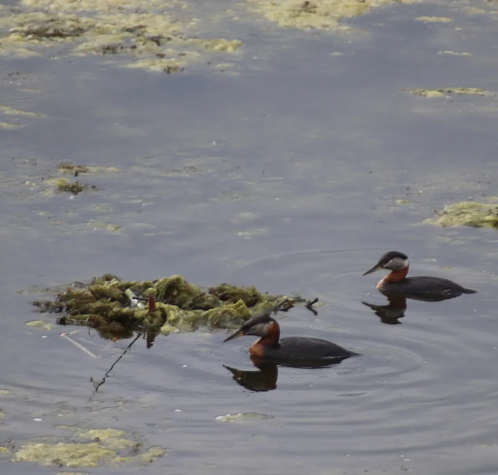 赤颈䴙䴘(Podiceps grisegena)