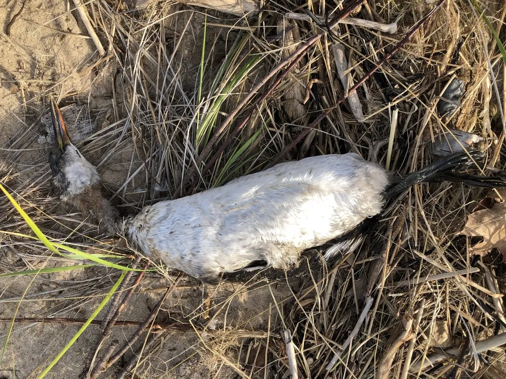 赤颈䴙䴘(Podiceps grisegena)