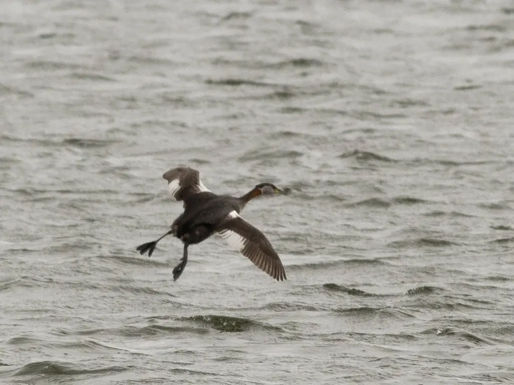 赤颈䴙䴘(Podiceps grisegena)