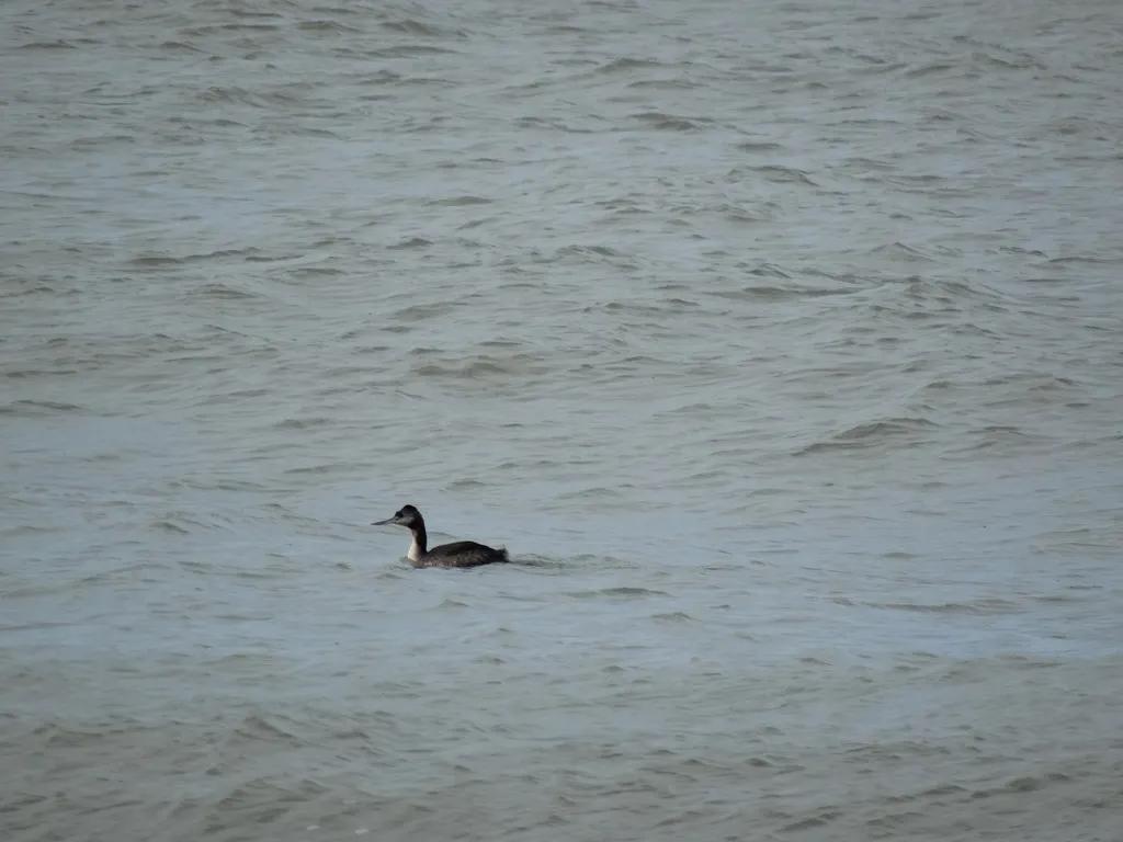 大䴙䴘(Podiceps major)