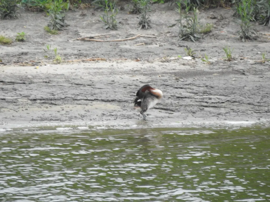 大䴙䴘(Podiceps major)
