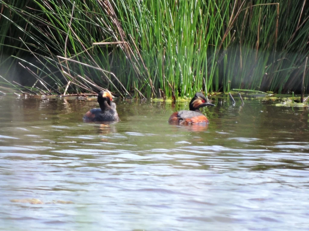 黑颈䴙䴘(Podiceps nigricollis)