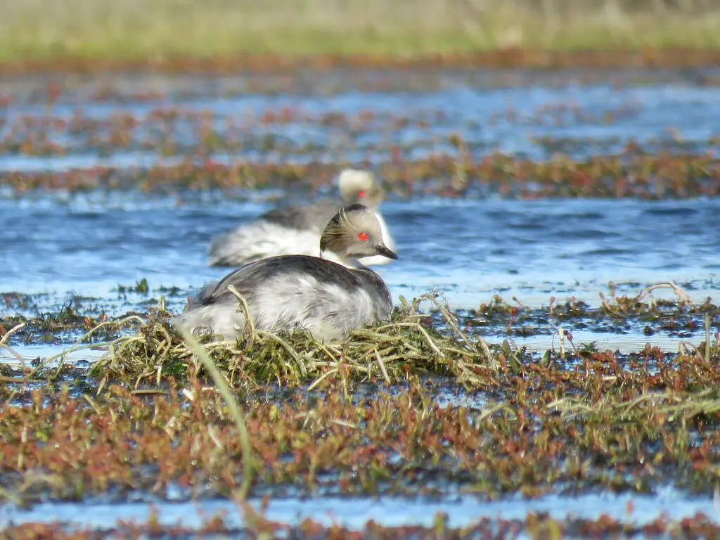 银䴙䴘（Podiceps occipitalis）