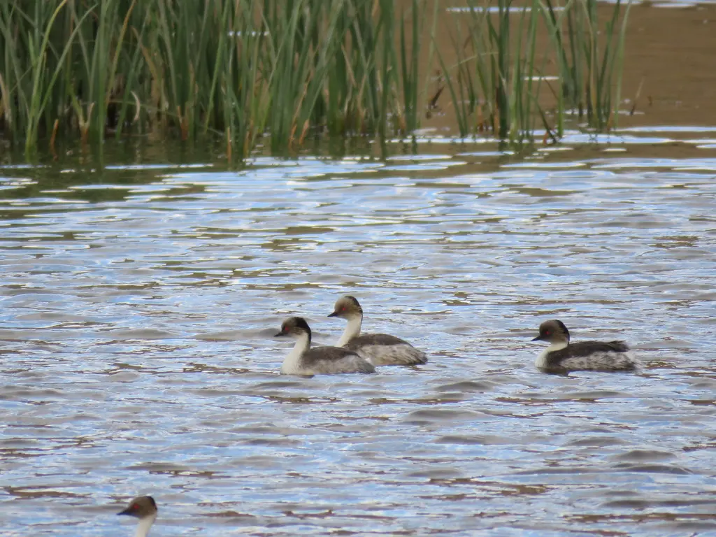银䴙䴘（Podiceps occipitalis）