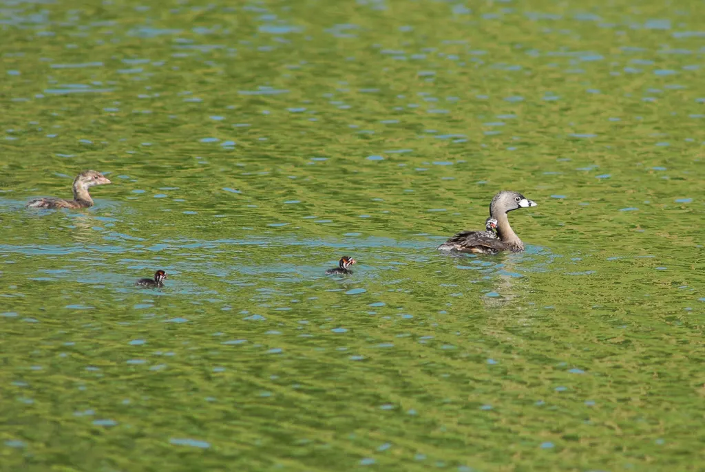 斑嘴巨䴙䴘(Podilymbus podiceps)