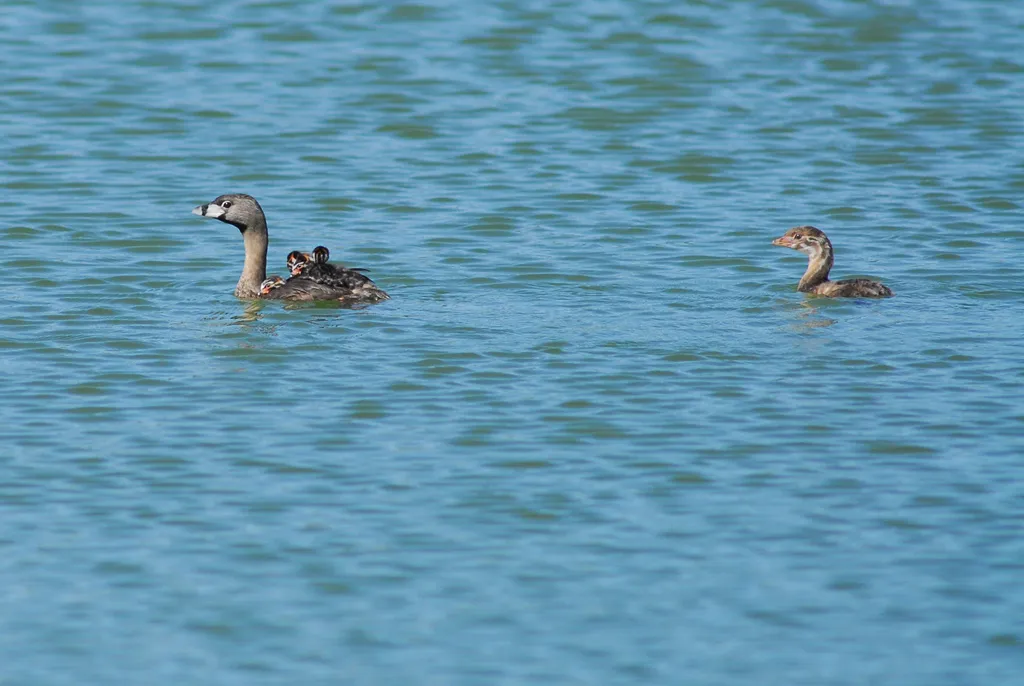 斑嘴巨䴙䴘(Podilymbus podiceps)