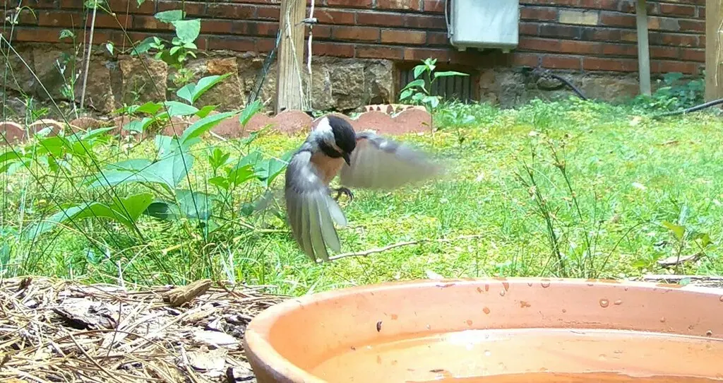 卡罗山雀(Poecile carolinensis)
