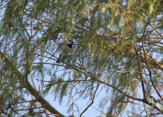 卡罗山雀(Poecile carolinensis)