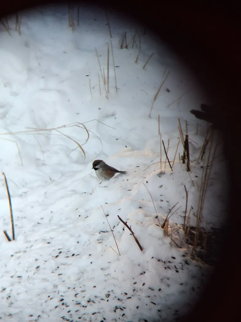 北山雀(Poecile hudsonicus)