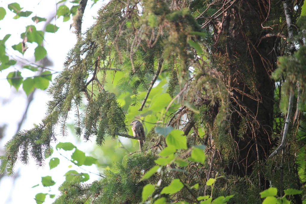 北山雀(Poecile hudsonicus)