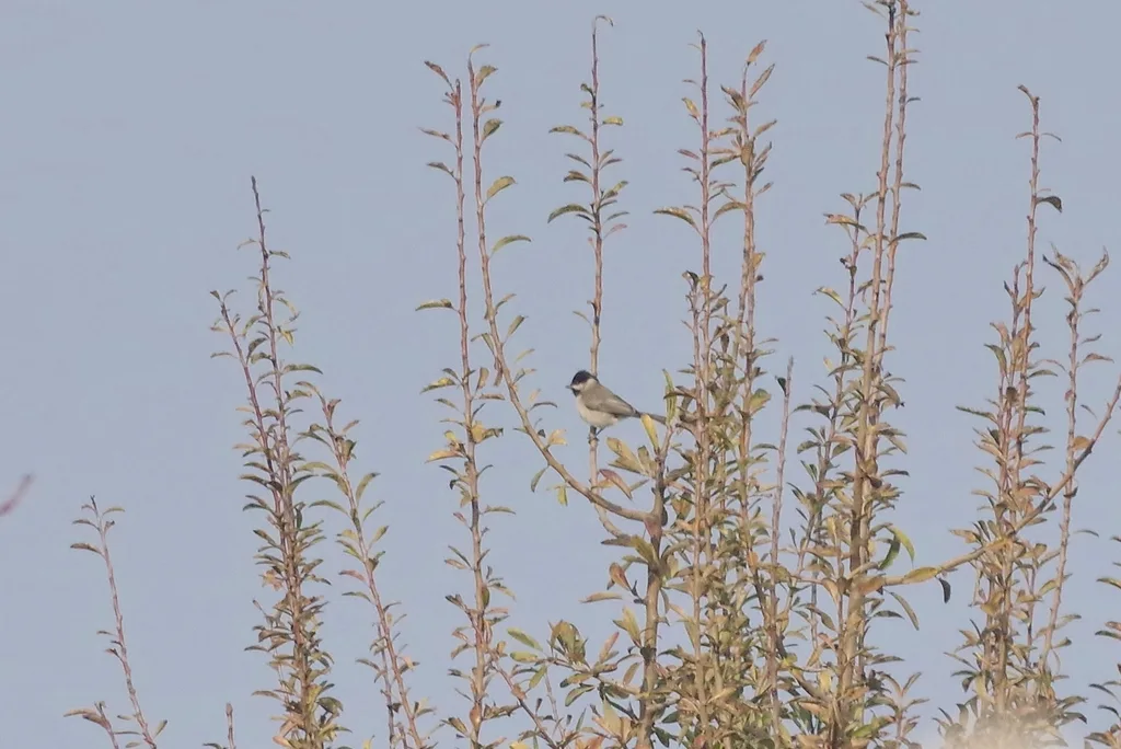暗山雀(Poecile lugubris)