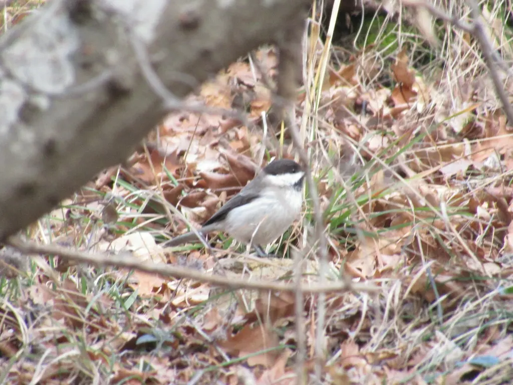 暗山雀(Poecile lugubris)