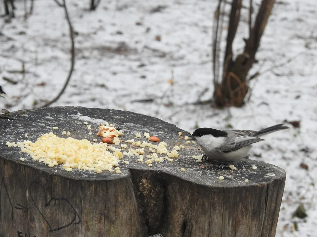 褐头山雀(Poecile montanus)