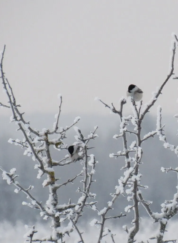 褐头山雀(Poecile montanus)