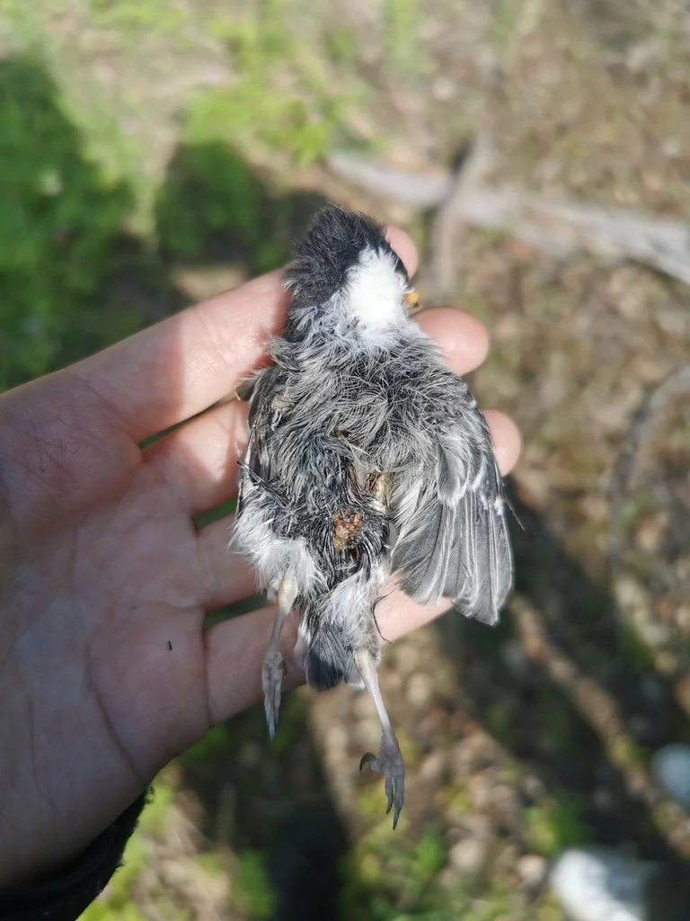 褐头山雀(Poecile montanus)