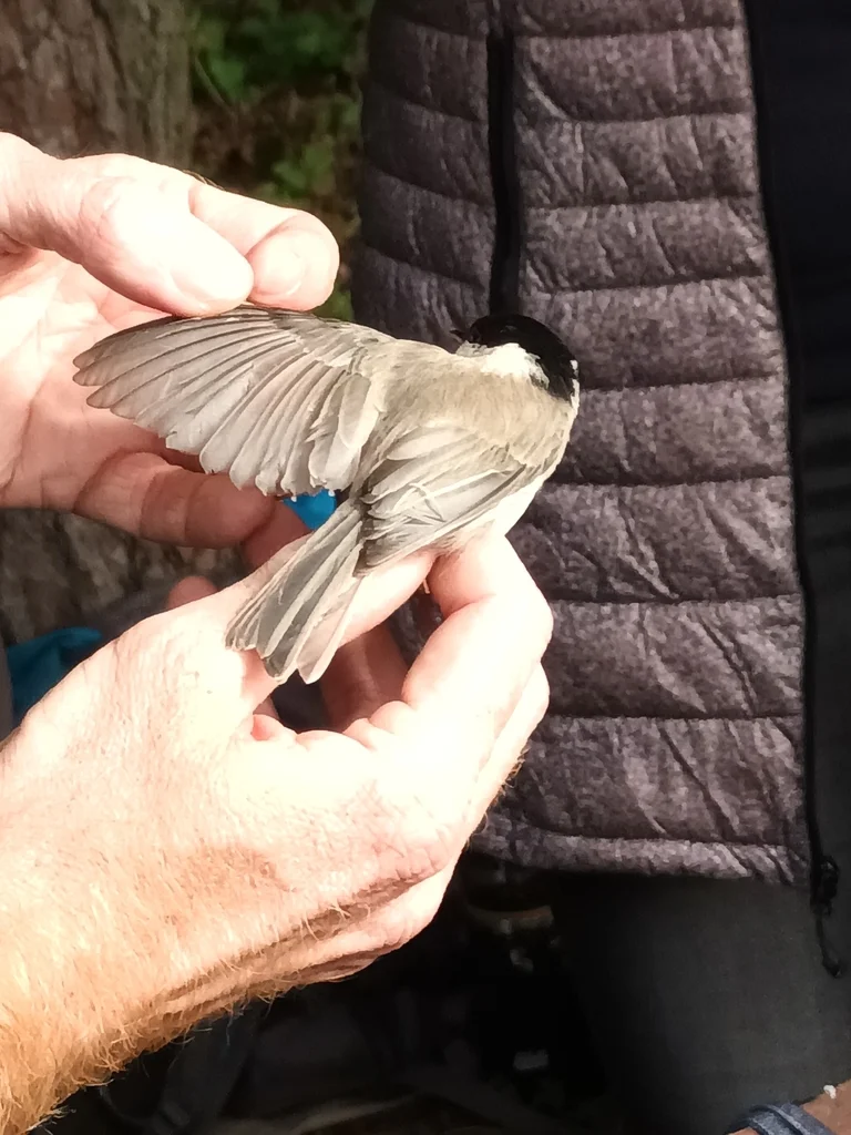 沼泽山雀(Poecile palustris)