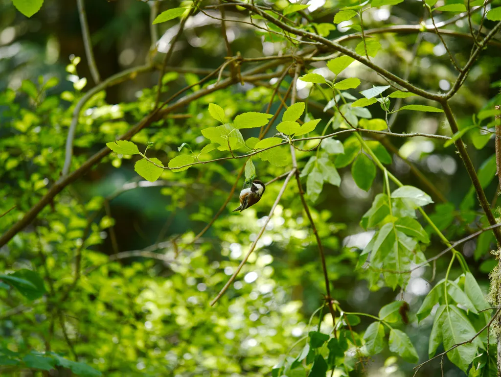 栗背山雀(Poecile rufescens)
