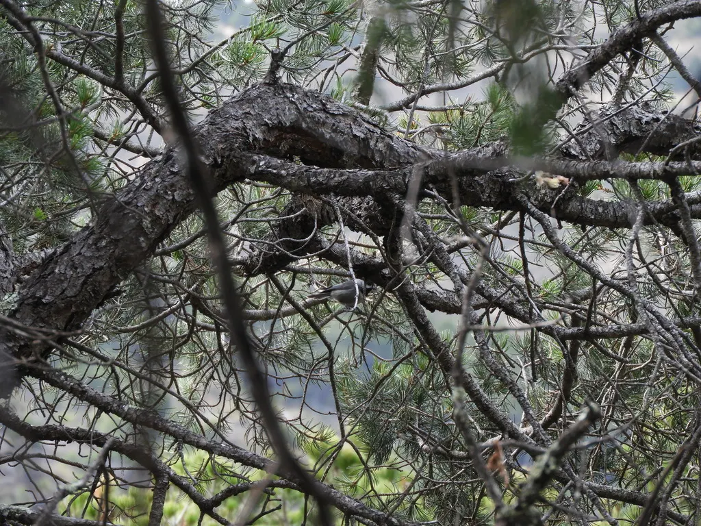 墨西哥山雀（Poecile sclateri）