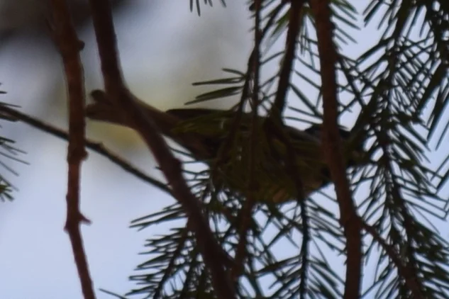 墨西哥山雀（Poecile sclateri）