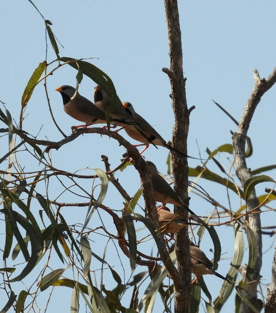 长尾草雀(Poephila acuticauda)