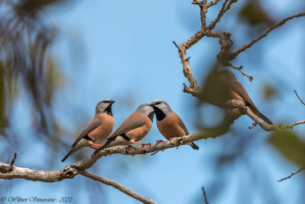 黑喉草雀(Poephila cincta)