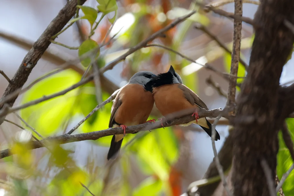 黑喉草雀(Poephila cincta)