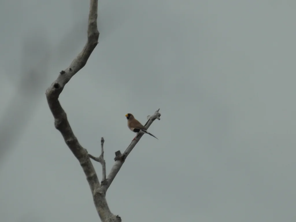 白耳草雀(Poephila personata)