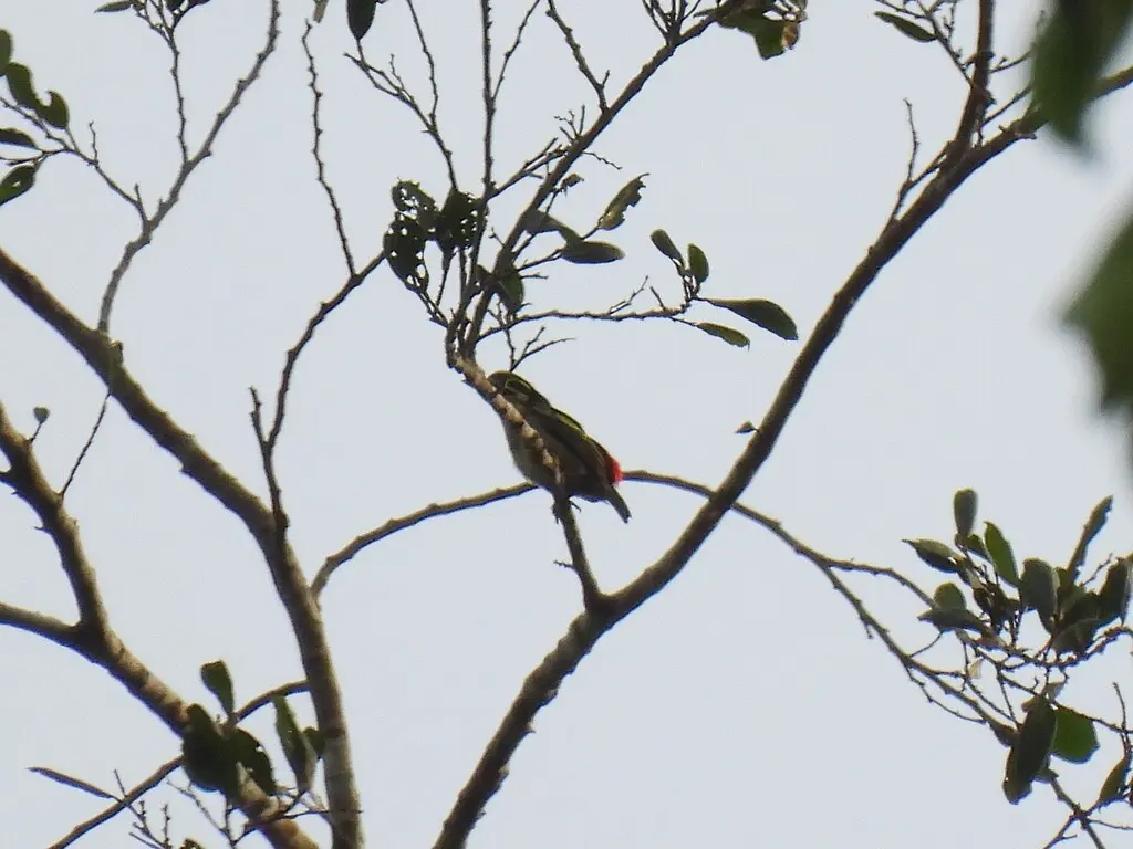 红腰小拟啄木鸟(Pogoniulus atroflavus)