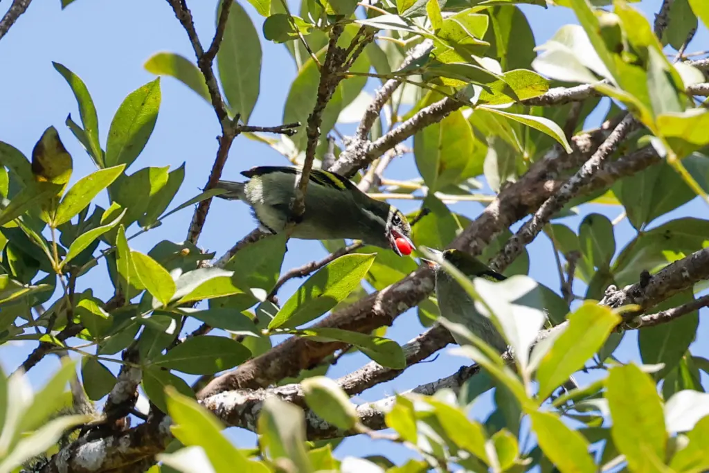 须绿小拟啄木鸟(Pogoniulus leucomystax)