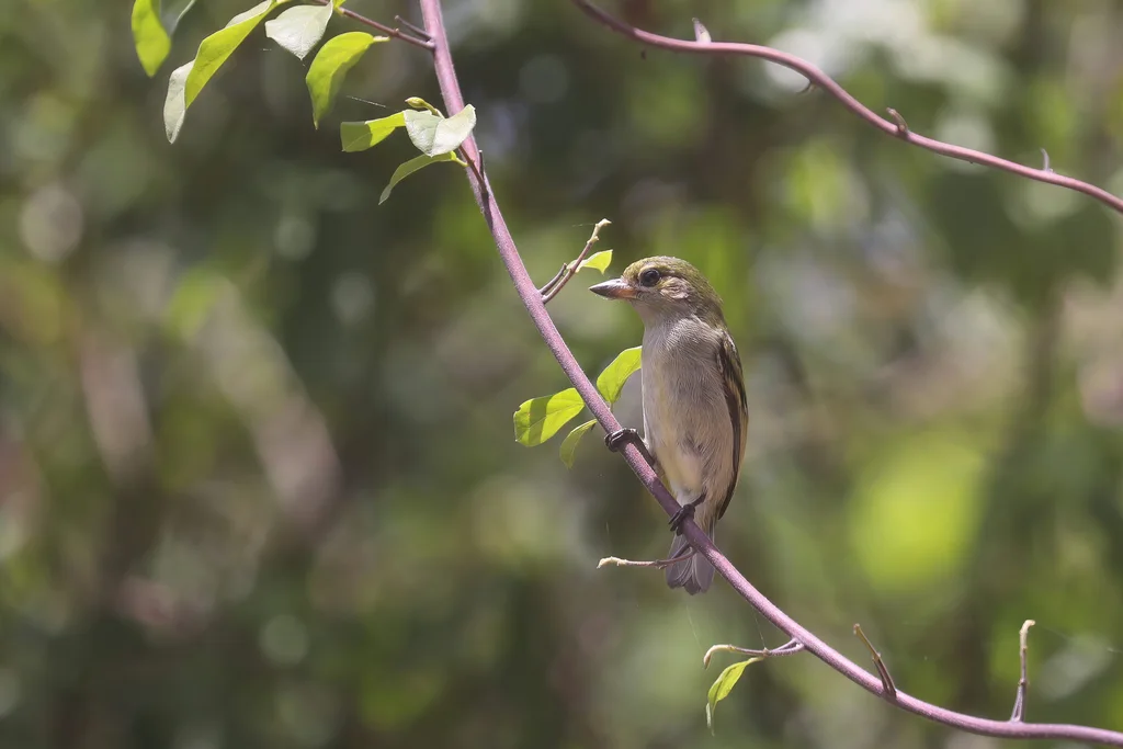 绿小拟啄木鸟(Pogoniulus simplex)