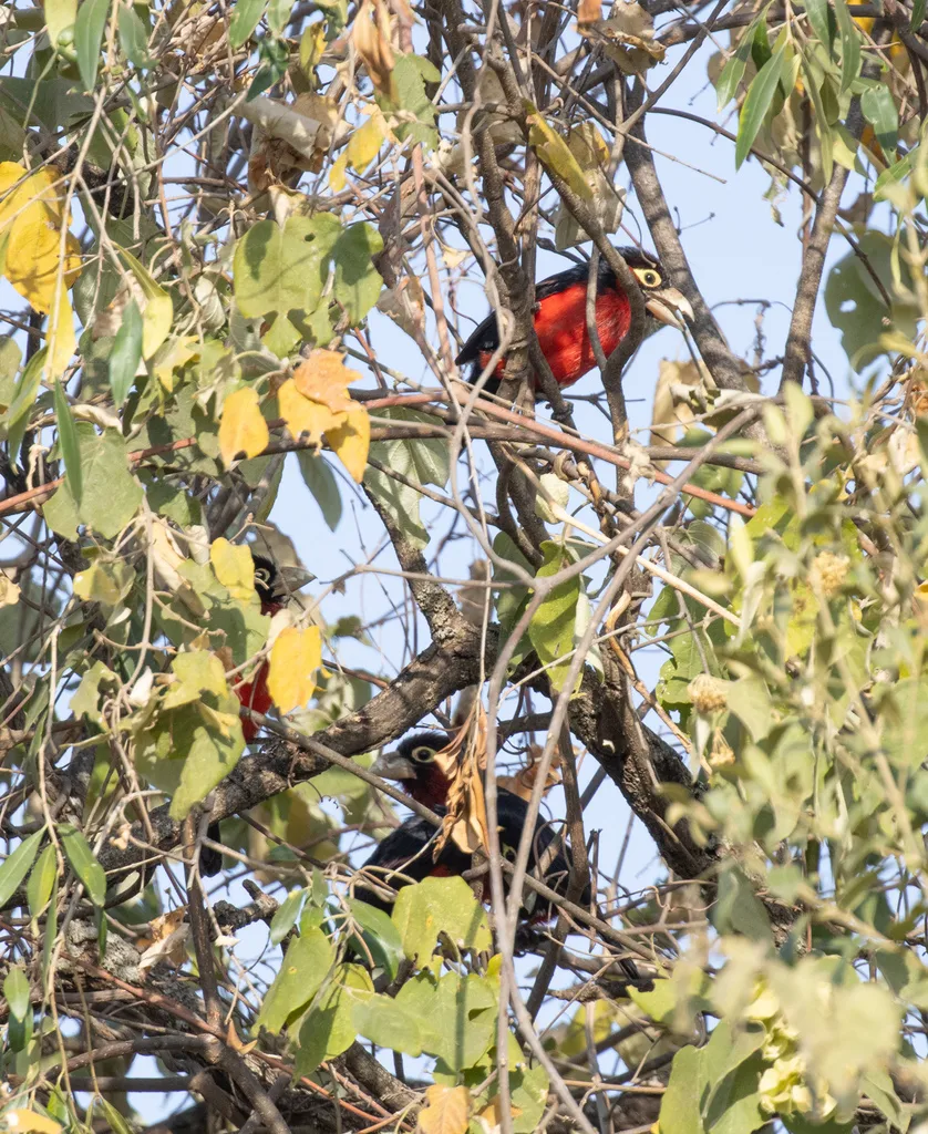 双齿拟啄木鸟（Pogonornis bidentatus）