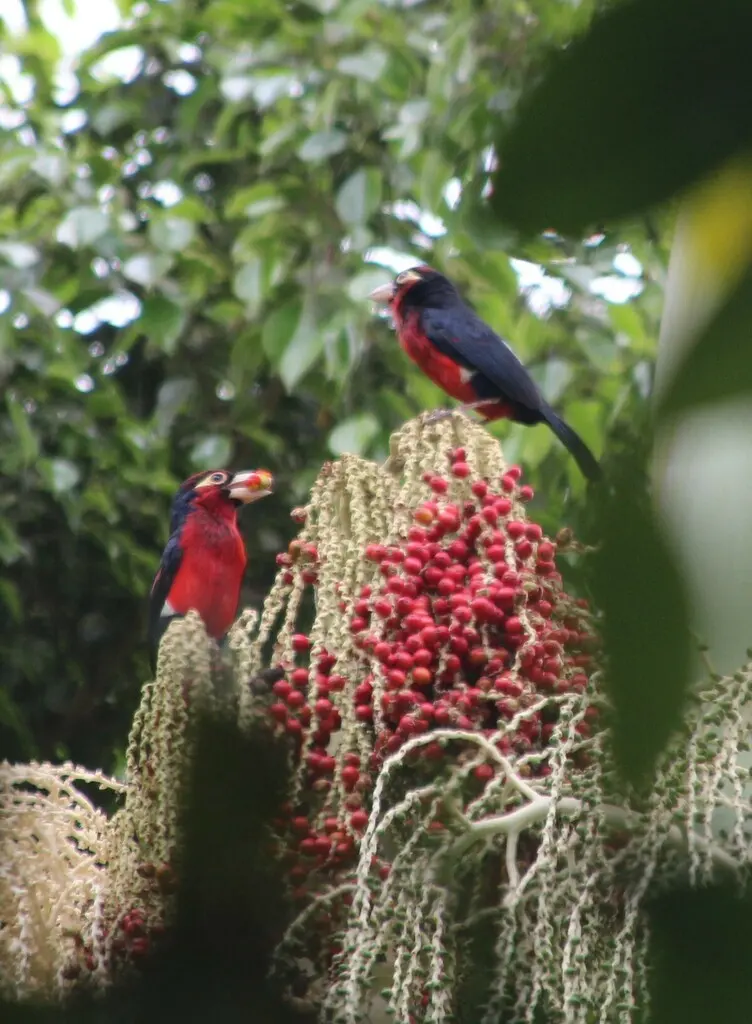 双齿拟啄木鸟（Pogonornis bidentatus）