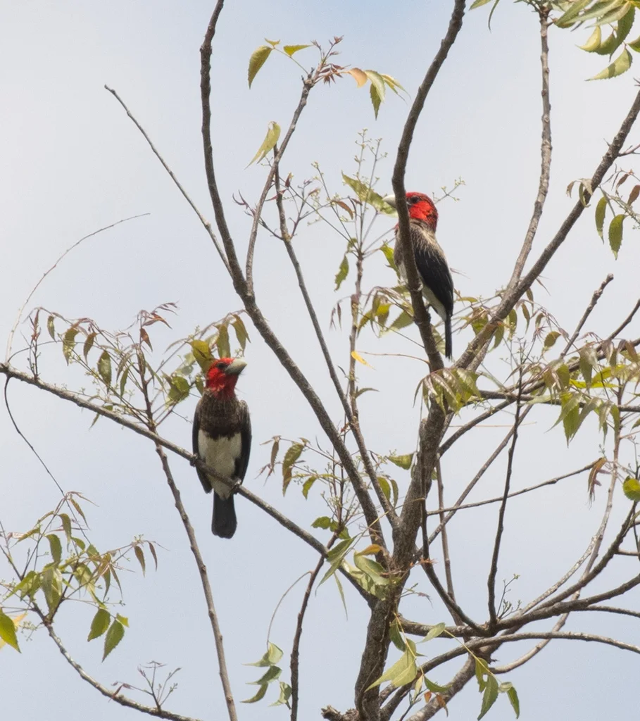 褐胸拟啄木鸟(Pogonornis melanopterus)