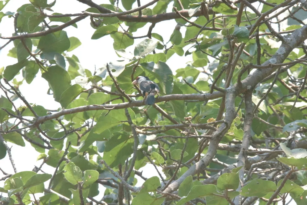 黑背拟啄木鸟(Pogonornis minor)