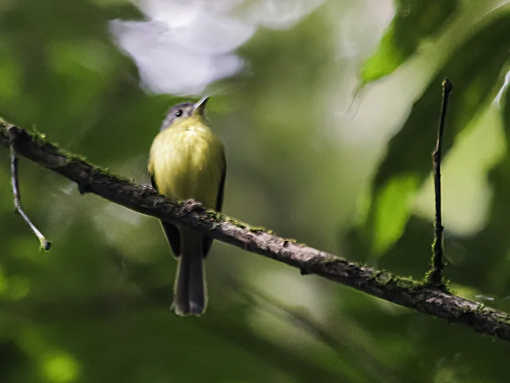 哥伦比亚须霸鹟(Pogonotriccus lanyoni)